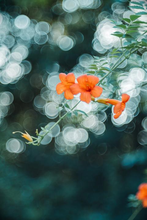 Produktbild TTArtisan M 100mm f/2,8 für Leica M (Leica M, Vollformat)