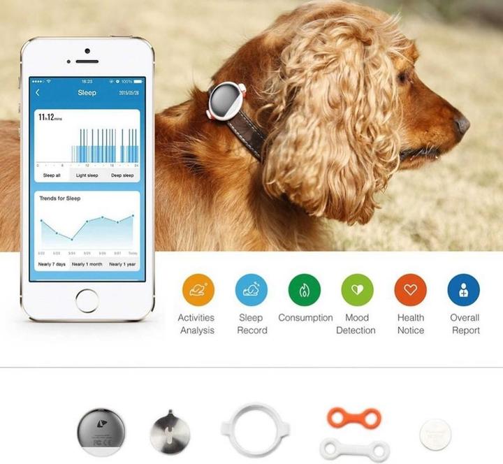 Actual product image Petkit P2 (Cat, Dog, Walks)