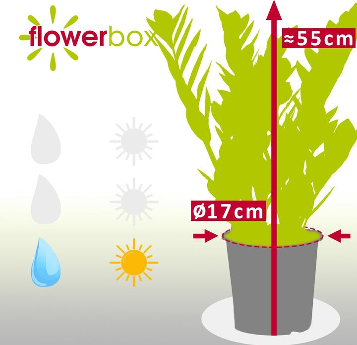 Actual product image Flowerbox Lucky Feather - Zamioculcas zamiifolia (55 cm)