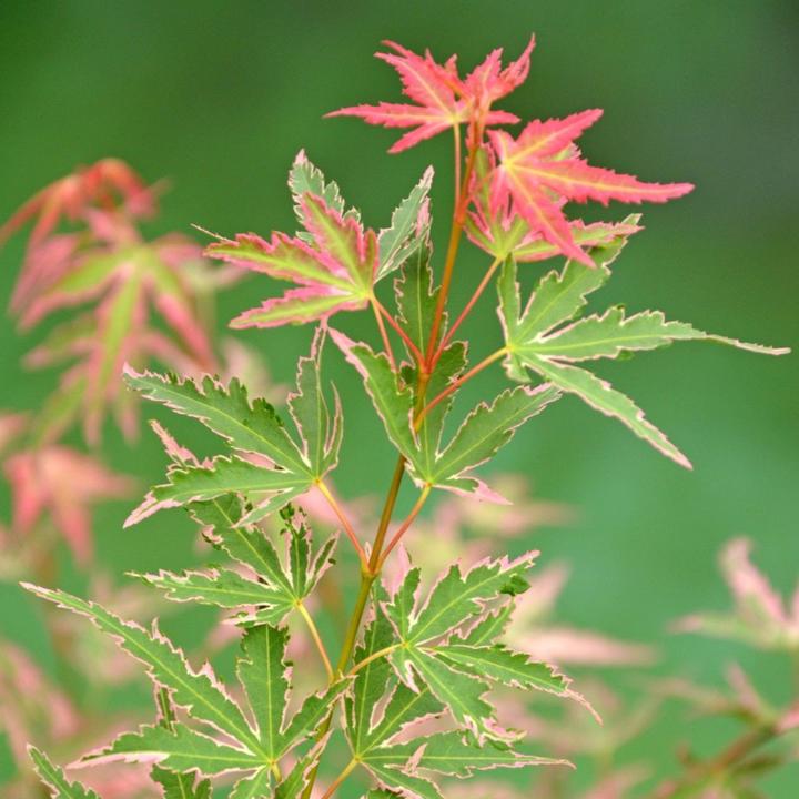 Image du produit Plant in a Box Acer Palmatum 'Taylor' - Érable à feuilles d'obier (50 cm)