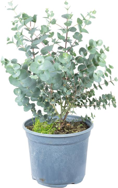 Produktbild Flowerbox Eukalyptus - Eucalyptus gunnii (45 cm)