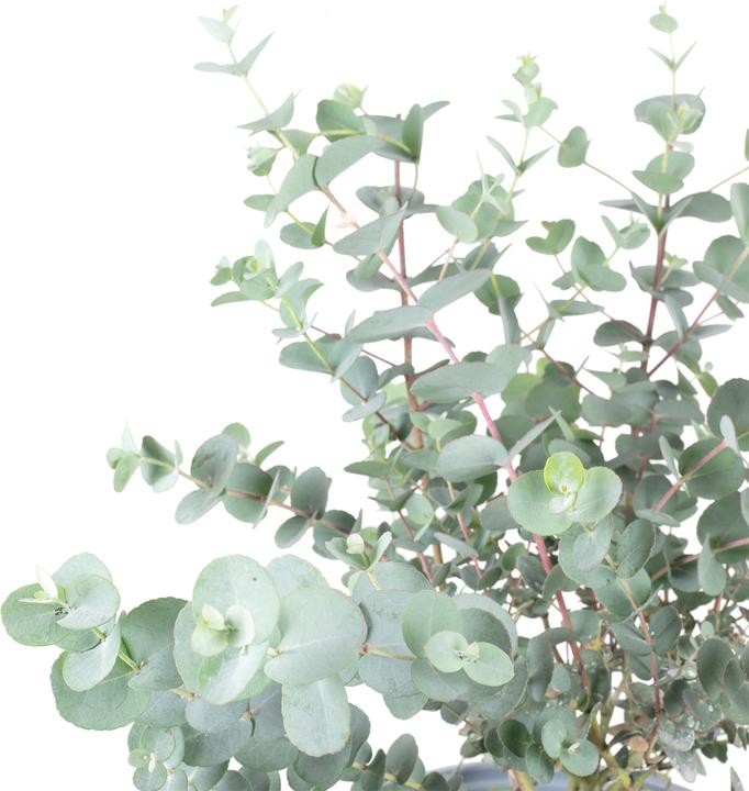 Produktbild Flowerbox Eukalyptus - Eucalyptus gunnii (45 cm)