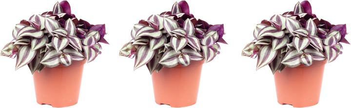 Produktbild Flowerbox Tradescantia zebrina Smit Silver Sicilian (20 cm)