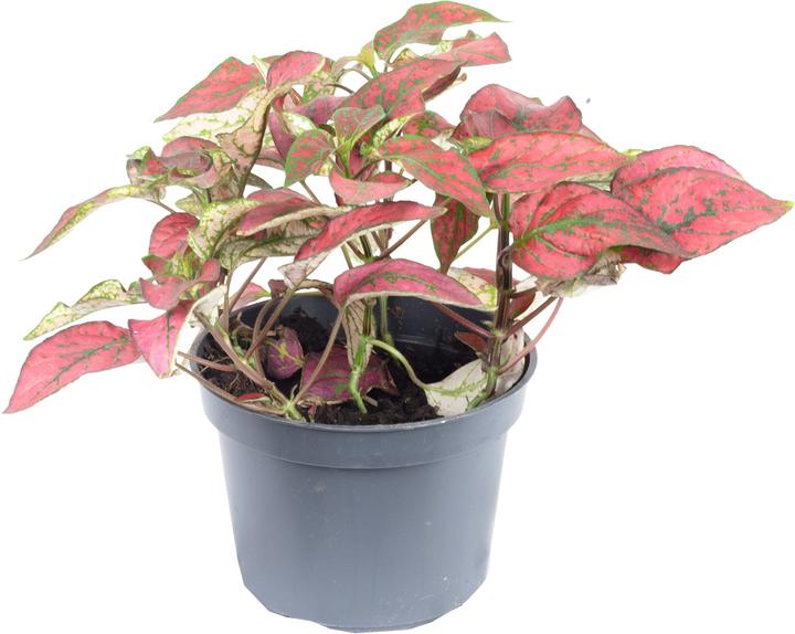 Actual product image Flowerbox Dot flower - Hypoestes phyllostachya Mix (10 cm)