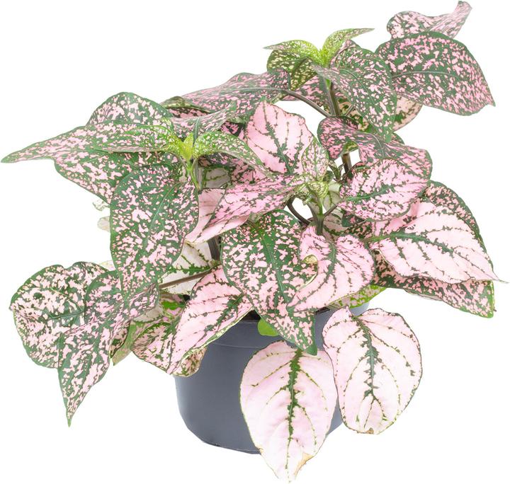 Actual product image Flowerbox Dot flower - Hypoestes phyllostachya Mix (10 cm)