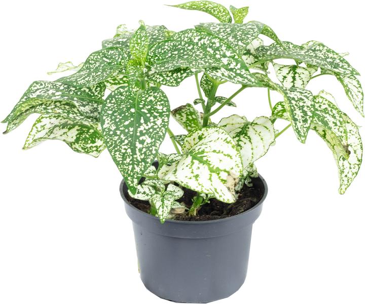 Actual product image Flowerbox Dot flower - Hypoestes phyllostachya Mix (10 cm)
