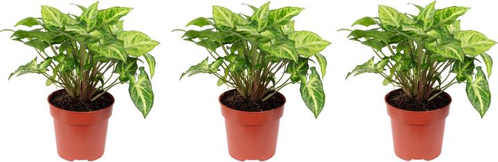 Produktbild Flowerbox 3er-Set Purpurtute - Syngonium Arrow (25 cm)
