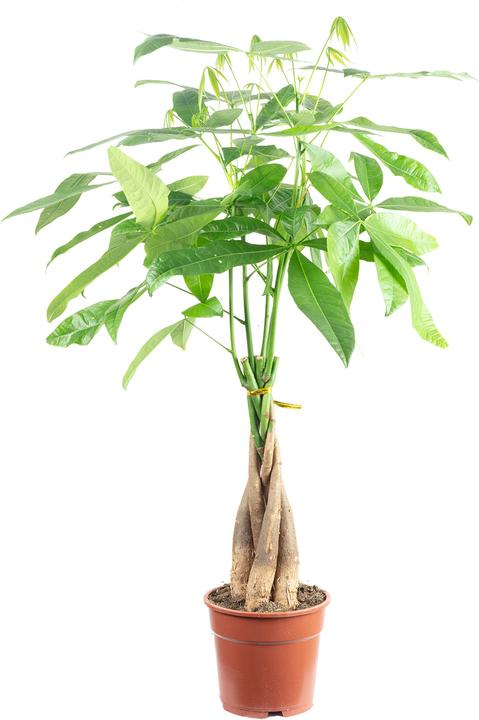 Produktbild Flowerbox Glückskastanie - Pachira aquatica (80 cm)