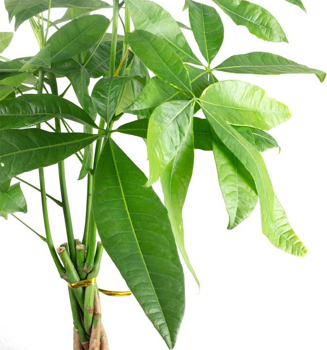 Produktbild Flowerbox Glückskastanie - Pachira aquatica (80 cm)