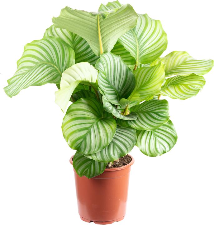 Produktbild Flowerbox Korbmarante Ornata - Calathea Orbifolia (60 cm)