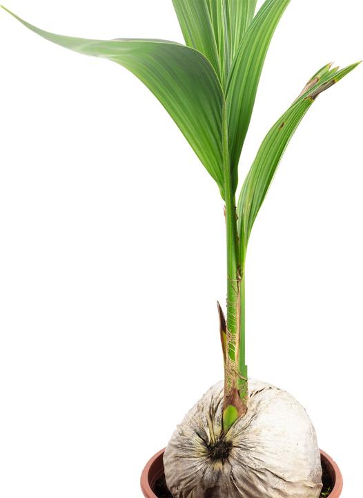 Produktbild Flowerbox Kokospalme - Cocos nucifera (80 cm)