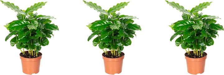 Produktbild Flowerbox 3er-Set Kaffeepflanze - Coffea Arabica (20 cm)