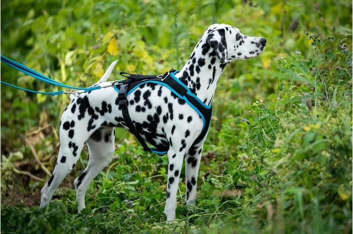 Produktbild Grossenbacher Geschirr Vary M Türkis (M, Hund, Allgemein)