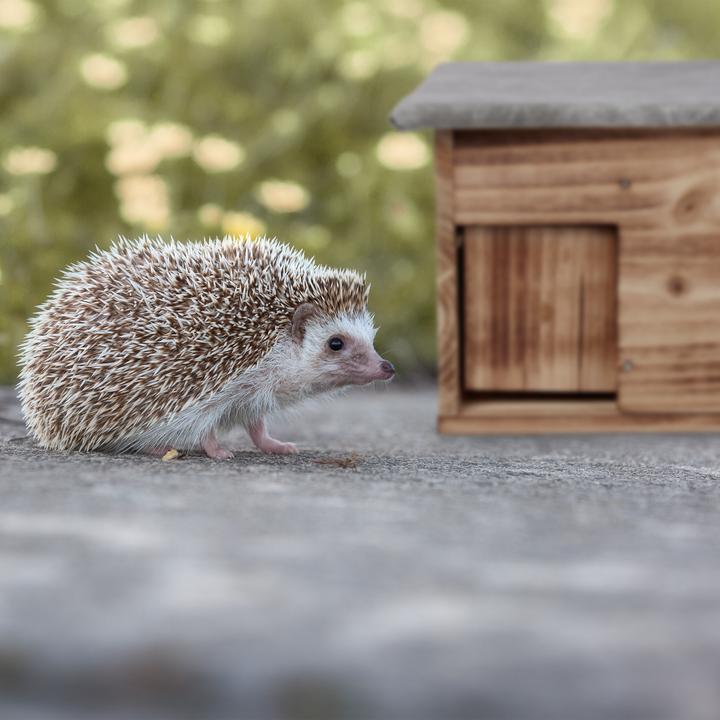 Actual product image Relaxdays Hedgehog House Building Kit
