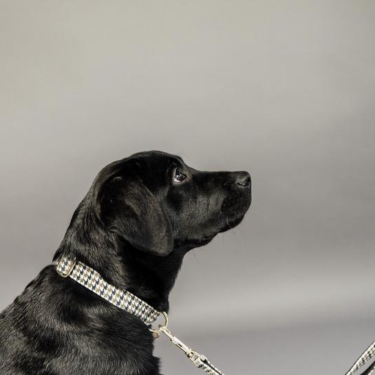 Produktbild Kentucky Dogwear Hundehalsband Pied-de-Poule (XS, Hund)