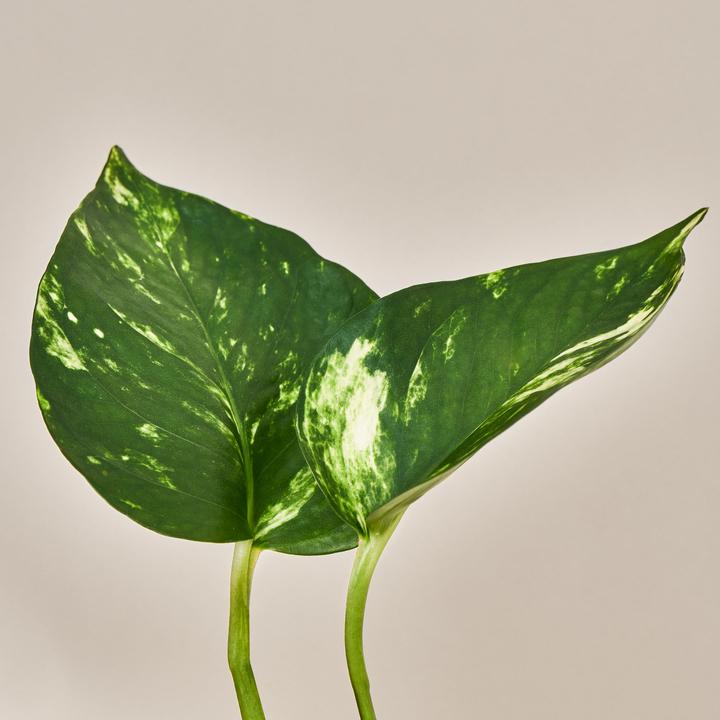 Actual product image Mary and Plants Ivy Pinnatum Aureum with terracotta pot (50 cm)