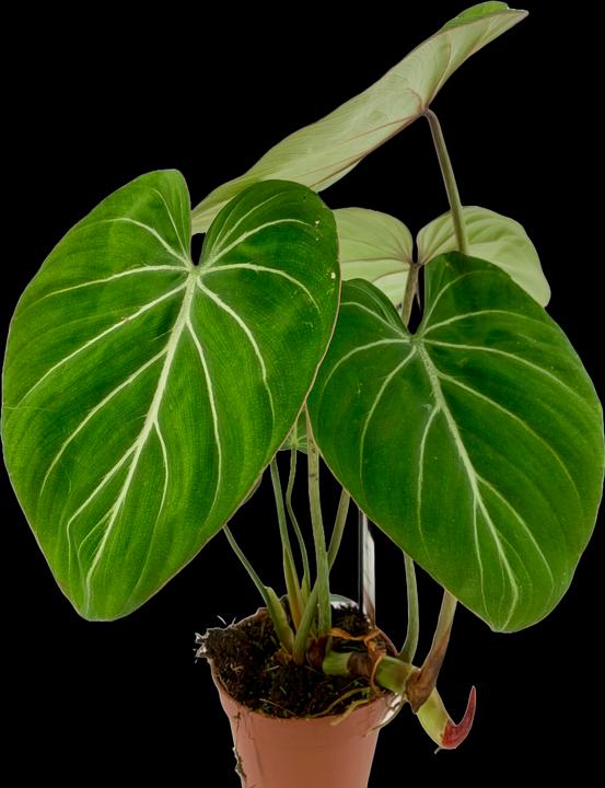 Produktbild Mahaloplants Philodendron gloriosum (25 cm)