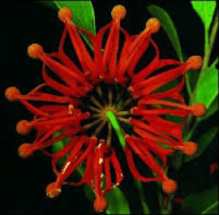 Produktbild Tropica Australischer Feuerradbaum (Keimlinge)