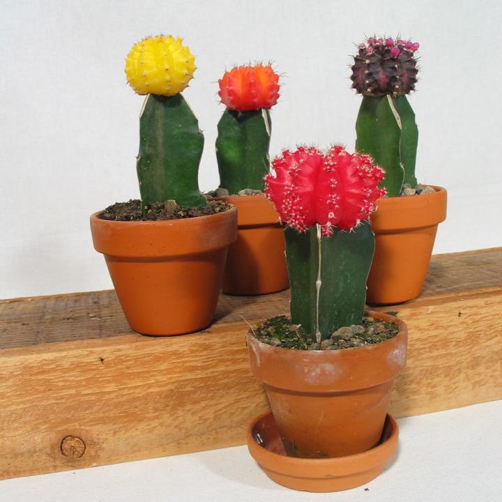 Kakteen Gautschi Farbtupfer (15 cm)