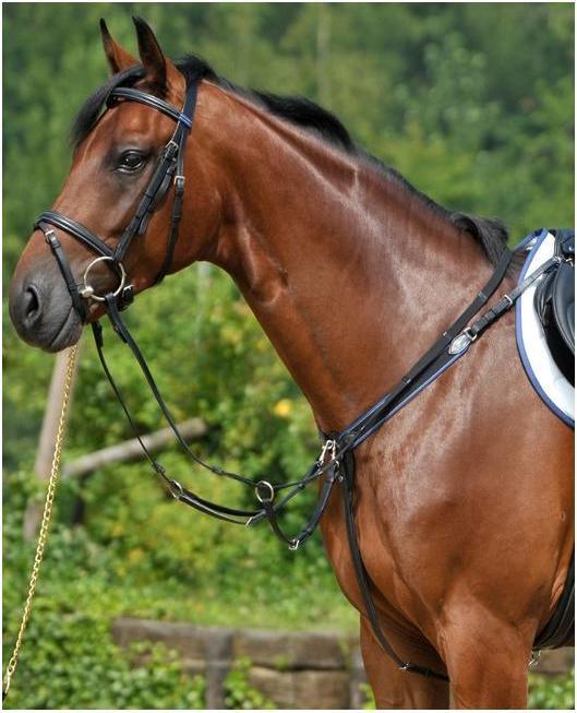 Actual product image Stübben Elasticated breastplate with separately adjustable martingale fork