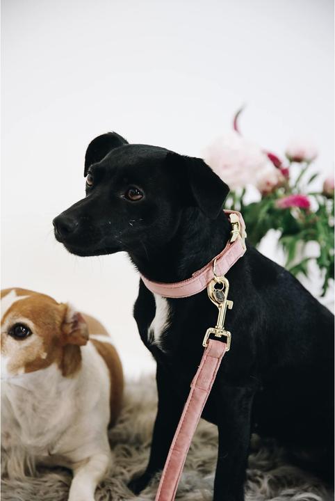 Produktbild Kentucky Dogwear Hundeleine Velvet (L, Hund, Allgemein)