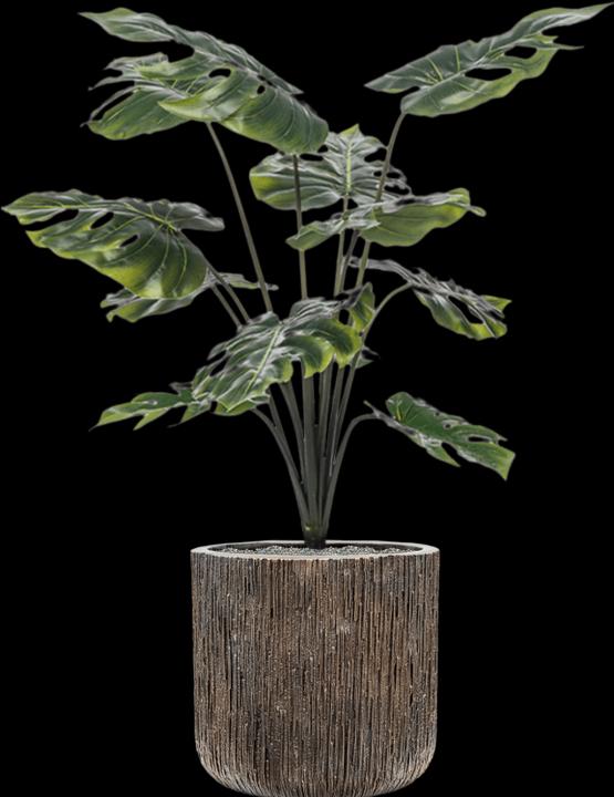Actual product image Emerald Monstera-Pflanze (98 cm)