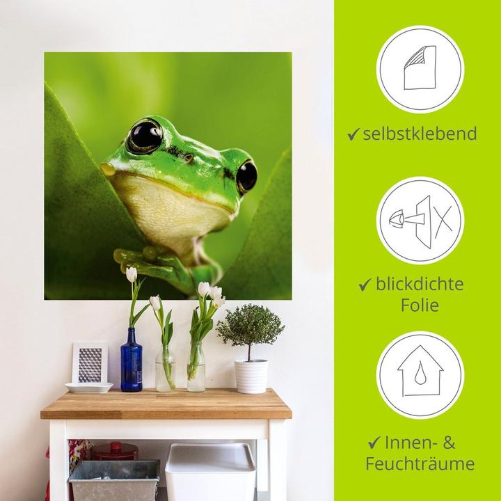 Image du produit Artland Toile sur châssis Grenouille espionne T5VH 50x50 cm (50x50 cm)