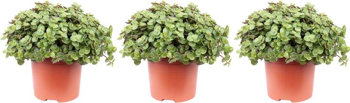 Produktbild Flowerbox 3er-Set Kriechendes Schönpolster - Callisia Turtle Smit Eden Elegance (15 cm)