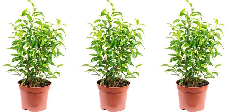 Produktbild Flowerbox 3er-Set Birkenfeige - Ficus benjamini Natasja (30 cm)