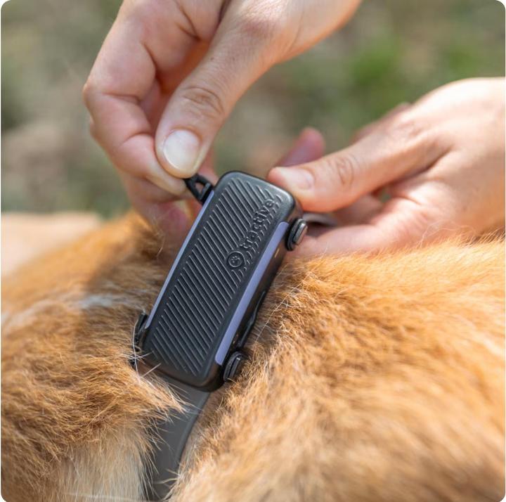 Immagine prodotto Tractive GPS Dog 6 - Clip di gomma (Cane, Sport cane)
