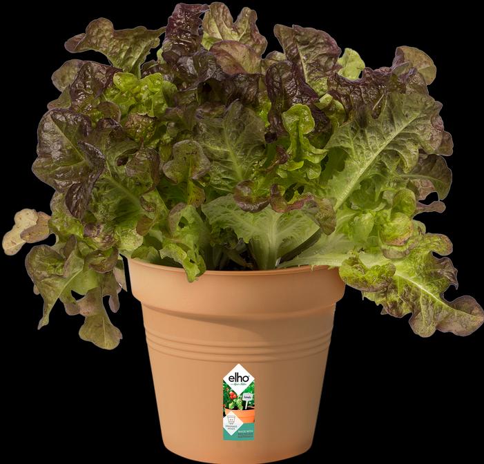 Image du produit Elho Vert de base (11 cm)