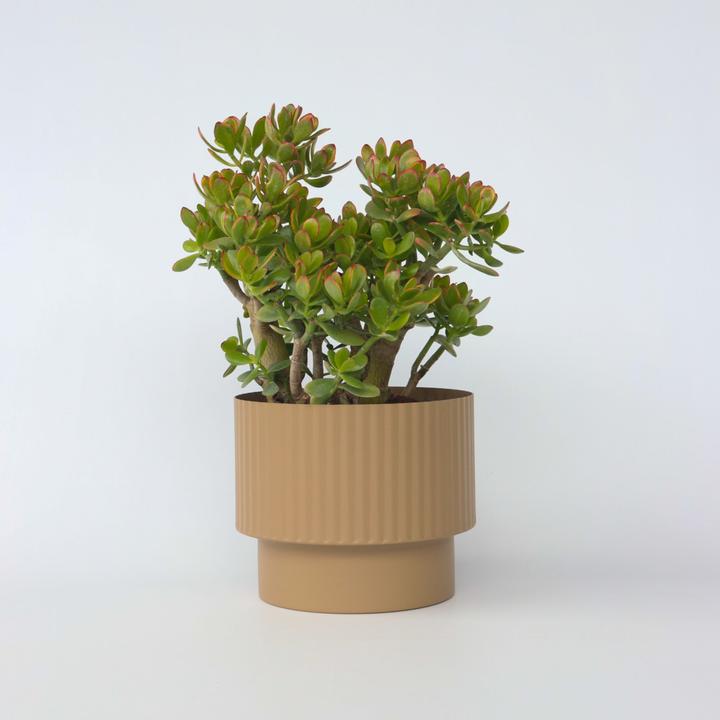 Actual product image Plant in a Box Crassula ovata Sunset - Jade plant (55 cm)