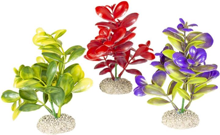 EBI Aqua Della Crassula (Piante, Piante)