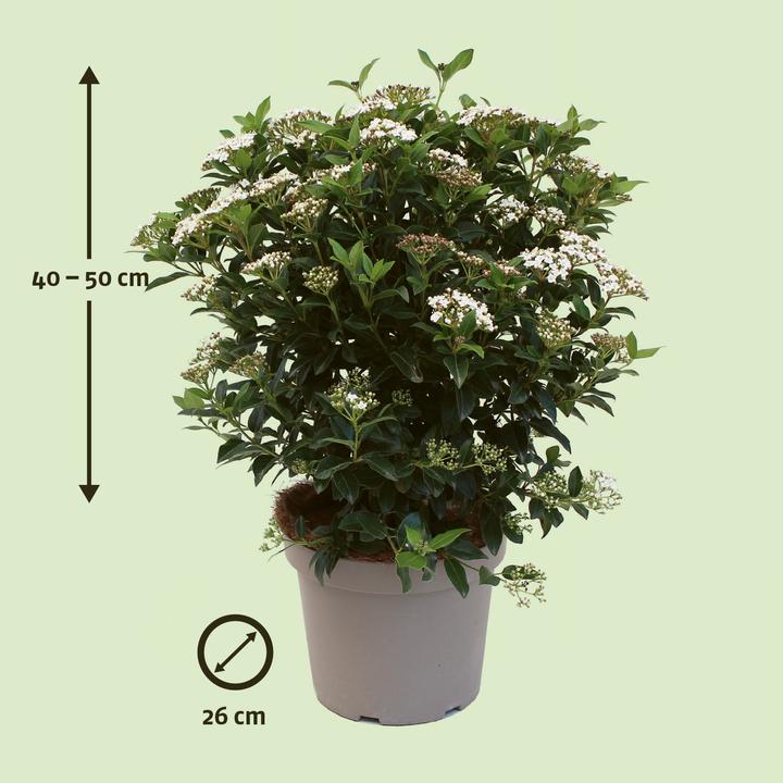 Produktbild Zulauf Mittelmeer Schneeball / Viburnum tinus 'Eve Price' (50 cm)