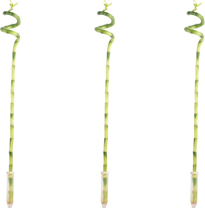 Produktbild Flowerbox Glücksbambus - Dracaena Sanderiana (50 cm)
