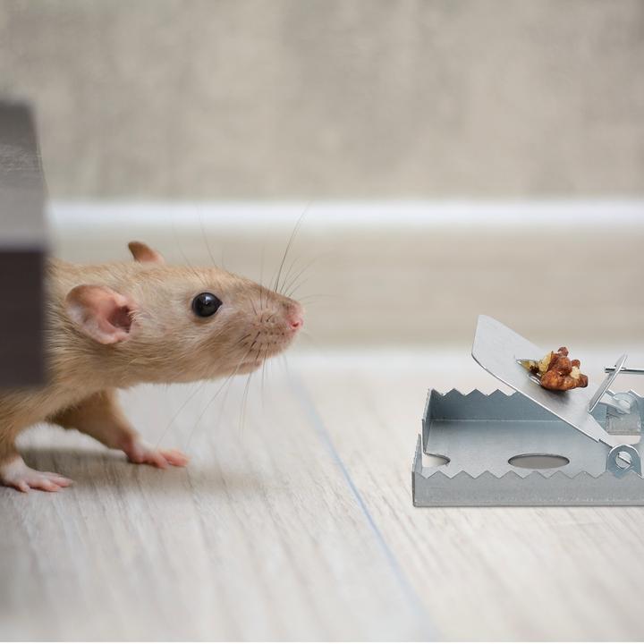 Actual product image Relaxdays Rat Trap, Pack of 4