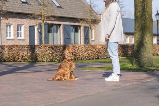 Produktbild Designed by Lotte Hundehalsband Velura (50, Hund, Jogging, Spazieren)