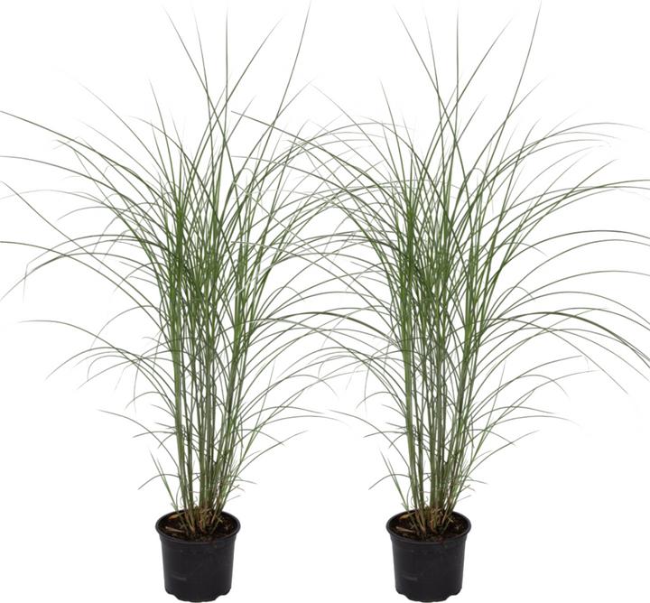 Produktbild Plant in a Box Miscanthus sinensis 'Kleine Silberspinne' - 2er Set Ziergras (20 cm)