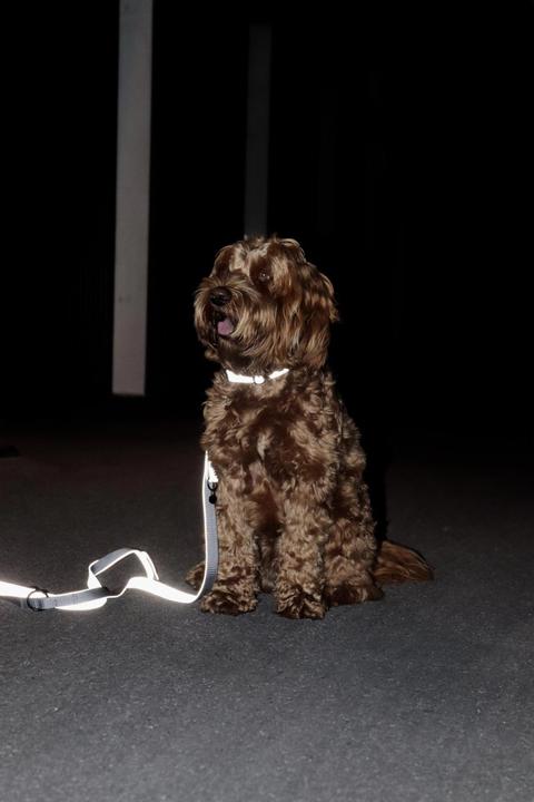 Produktbild Kentucky Dogwear Hundehalsband Reflective (S, Hund, Allgemein)