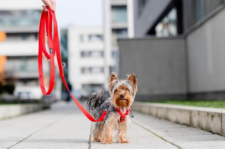 Produktbild Chaba CH SZELKI GUARD M (P)25-40 (T)35-55X2CM CZERWONE 5067 (M, Hund, Allgemein, Spazieren)