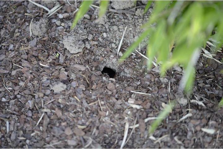 Actual product image Gardigo Vole trap vole pincer trap 4pcs set