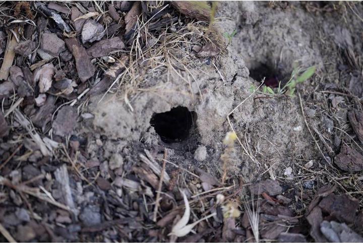 Actual product image Gardigo Vole trap vole pincer trap 4pcs set