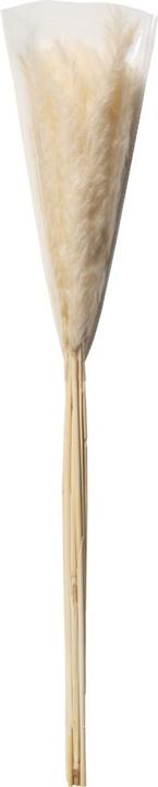 Produktbild micasa Pampas (100 cm)