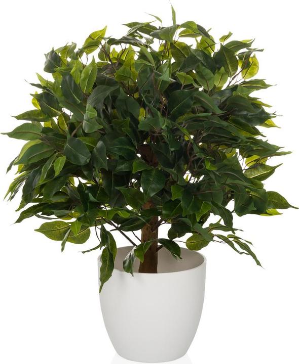 Actual product image Hjh Office Ficus Ii (65 cm)