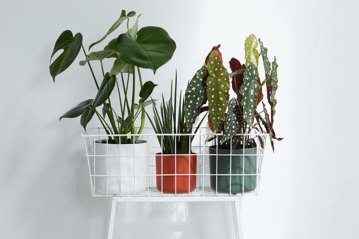 Produktbild Elho B.for soft (16 cm)
