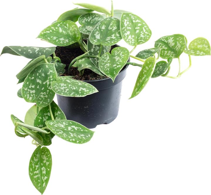 Image du produit Flowerbox Gefleckte Efeutute - Scindapsus pictus 'Argyraeus'