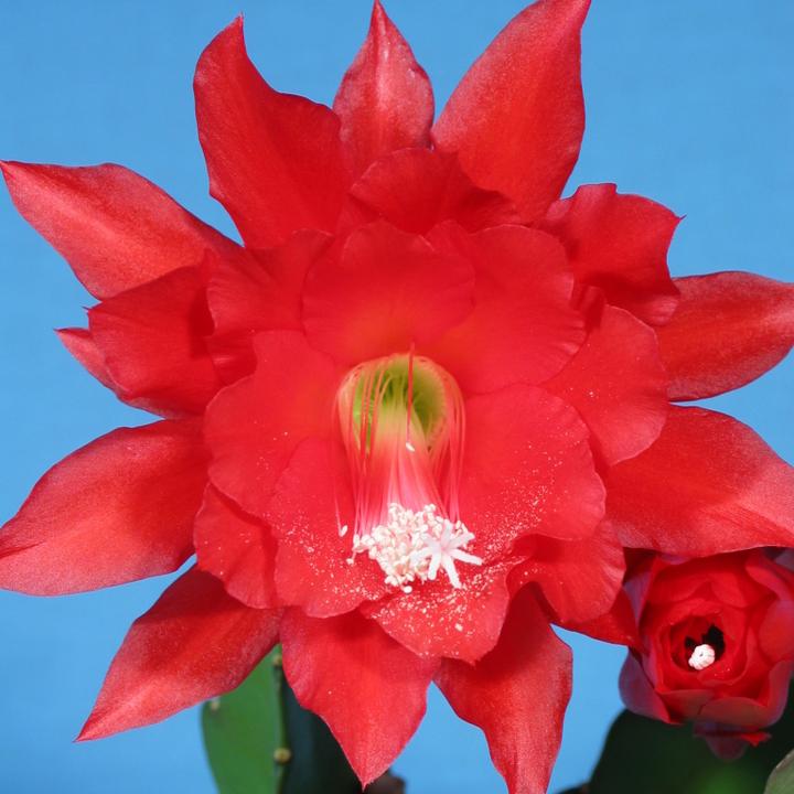 Produktbild Kakteen Gautschi Epiphyllum rote Blüte (50 cm)
