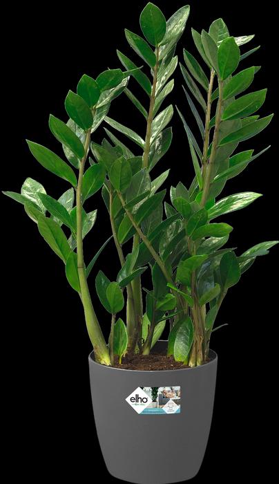 Produktbild Elho Brussels Rollen (46.50 cm)