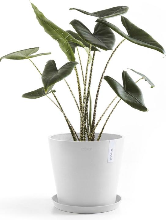 Immagine prodotto Ecopots Saucer Round