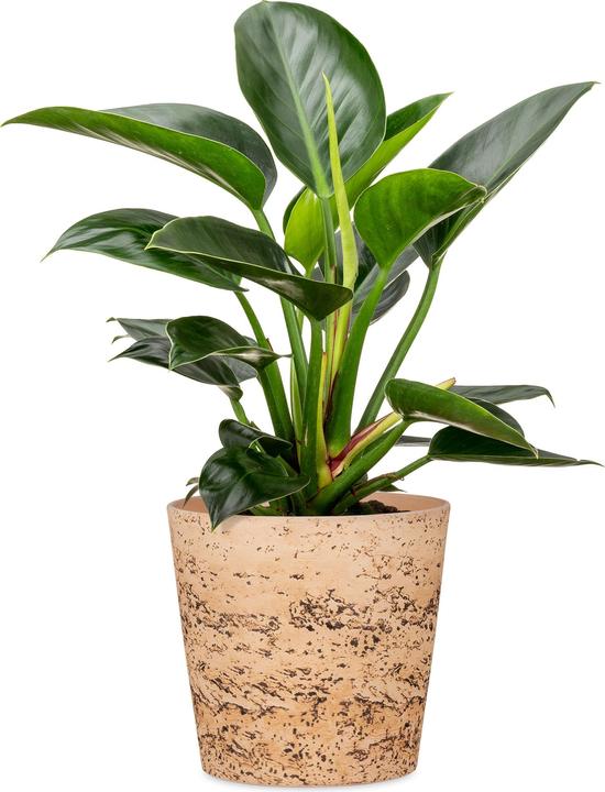 Produktbild Scheurich Cork Style, Blumentopf aus Keramik, Farbe: Cork, 11,6 cm Durchmesser, 9,3 cm hoch, 0,6 l (11.60 cm)